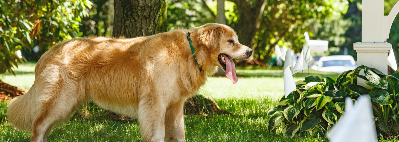 DogWatch of Chattanooga, Chattanooga, Tennessee | Outdoor Hidden Dog Fences Slider Image